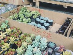 -曲阳花鸟市场(曲阳路店)