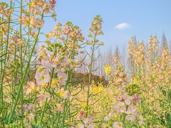 -蜀绣公园