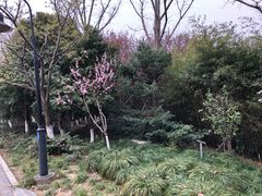 -金鸡湖桃花岛
