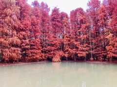 -上海海湾国家森林公园