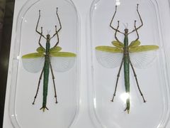 -上海昆虫博物馆