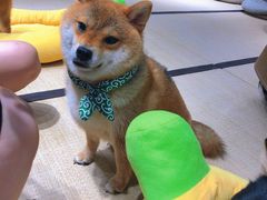 -逗柴咖啡屋·狗咖猫咖宠物桌游