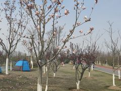 -上海长兴岛郊野公园