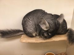 -龙猫仔乐园(惠福东路店)