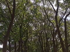 -洪湖生态旅游区