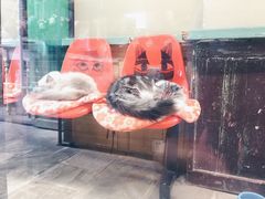 -猫咪博物馆(顶澳仔猫街店)