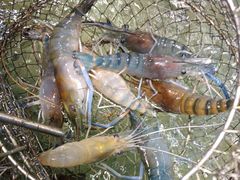 -桃源乐钓虾馆(松岗概念店)