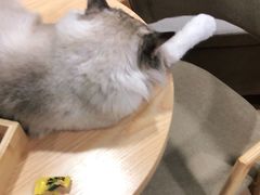 -白兔子密室(长寿路店)