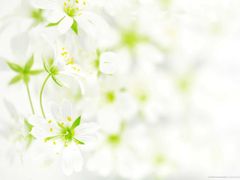 -济南国际园博园