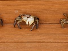 -吴淞炮台湾湿地森林公园烧烤区