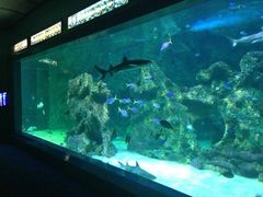 -悉尼海洋生物水族馆