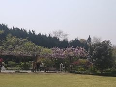-嘉定紫藤园