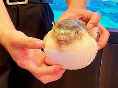 -肆月河豚·淮扬菜·湘菜(华天店)