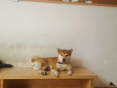 -是阿柴呀！柴犬咖啡·爱喵喵猫咖