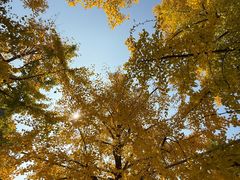 -吉野家(维明街店)