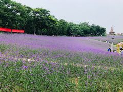 -大塘金香草谷