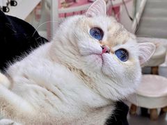 -青奢宠物·青奢猫舍