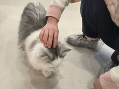 -共舞时光猫咖·狗咖(新街口店)