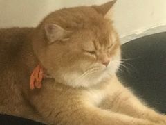 -猫力发电所·宠物专门店