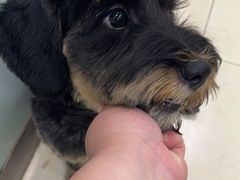 -宠福鑫康馨动物医院·骨科·眼科