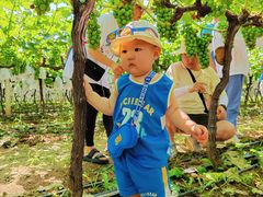 -马陆小张葡萄园农家乐