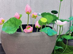 -金茂览秀城