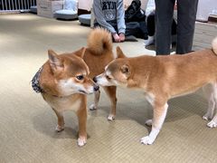 -逗柴咖啡屋·狗咖猫咖宠物桌游