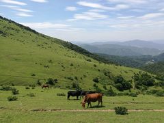 -大姆山草场