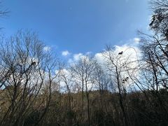-青龙山国家森林公园