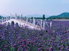 -北京东方普罗旺斯薰衣草庄园