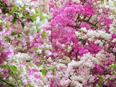 -深圳国际园林花卉博览园