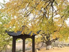-千年银杏谷文化旅游区