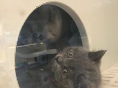 -lincat·猫舍(广州店)