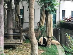 景点-成都大熊猫繁育研究基地