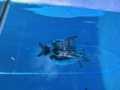 -蓬莱欧乐堡海洋极地世界