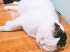 -猫小院猫主题餐厅(三里屯店)
