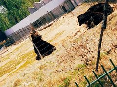 -秦皇岛野生动物园