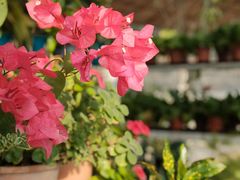 -北马山庄植趣咖啡