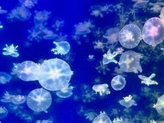 -海合安武汉极地海洋公园