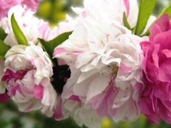 -南汇桃花村