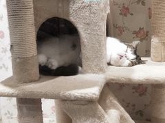 -猫小院猫主题餐厅(三里屯店)