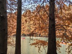 -上海海湾国家森林公园