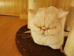 -猫腻·猫咖·撸猫馆(星光大道店)