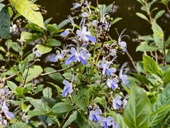 -海南热带野生动植物园