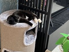 -中农国际动物医院24小时·猫科·骨科·急重症中心