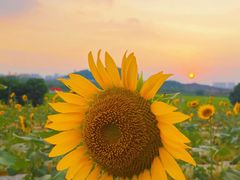 -光明小镇欢乐田园