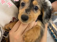 -翊宠yipet猫狗购宠庄园犬舍•猫舍