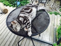iphone_upload_pic-海边的猫和咖啡馆