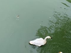 -北京麋鹿生态实验中心