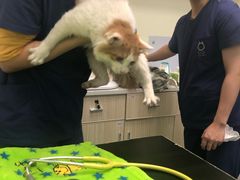 -凯特喵百思猫专科医院